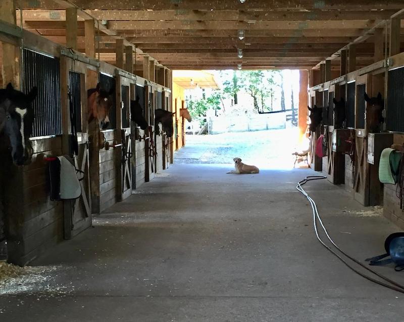 pet horses in barn