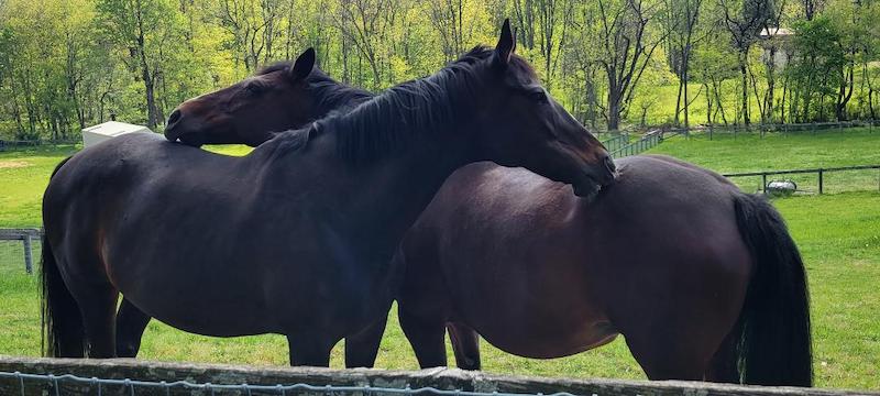 pet horses itching each other