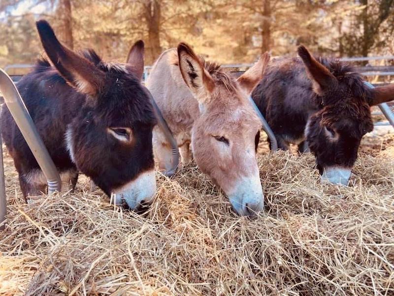 pet mules eating hay