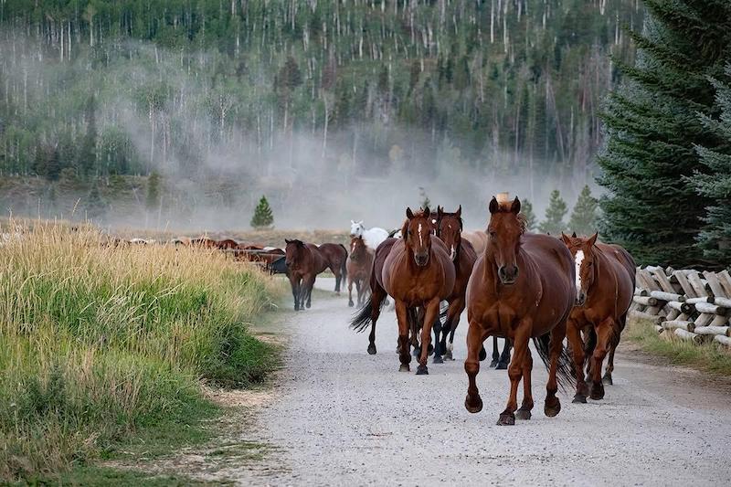 pets 1st place herd ofhorsesin rain Diccio