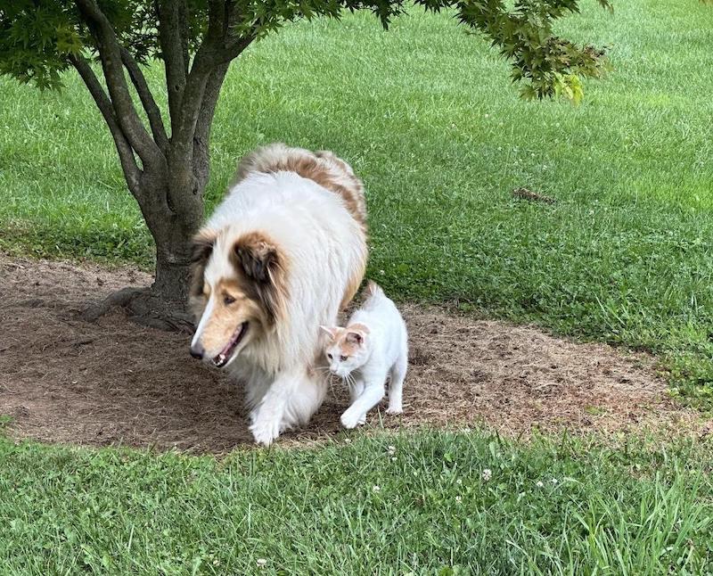 pets 2nd place dog cat line dance Allerton