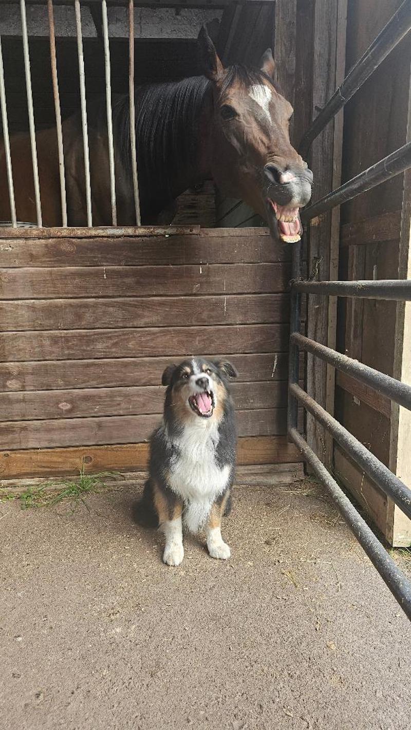 pets 3rd place horse yawning over dog Hirth