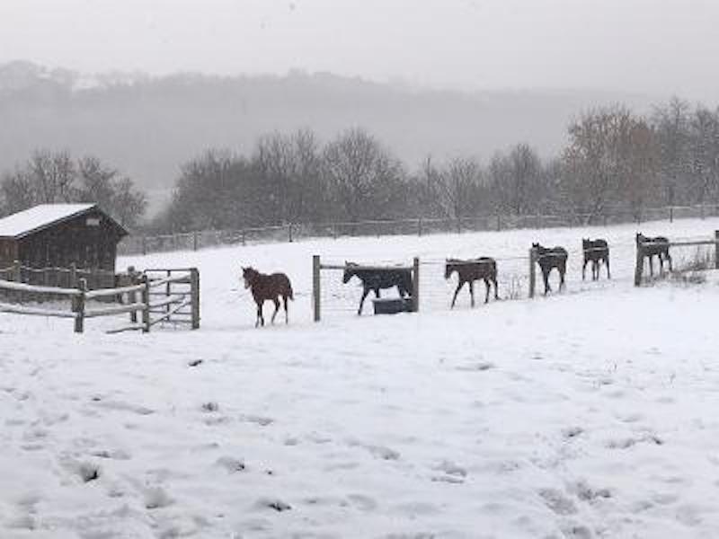 pets 6 horses in snow