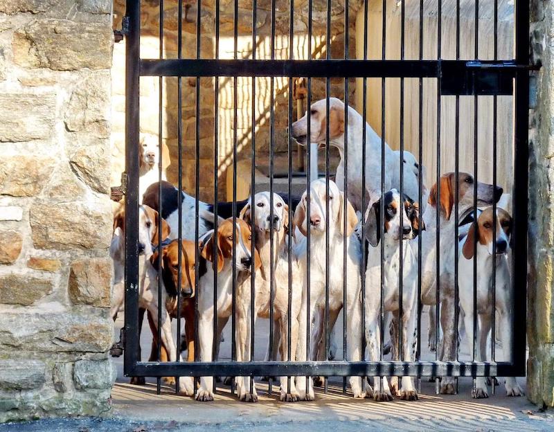 pets Cheshire hounds Ginny