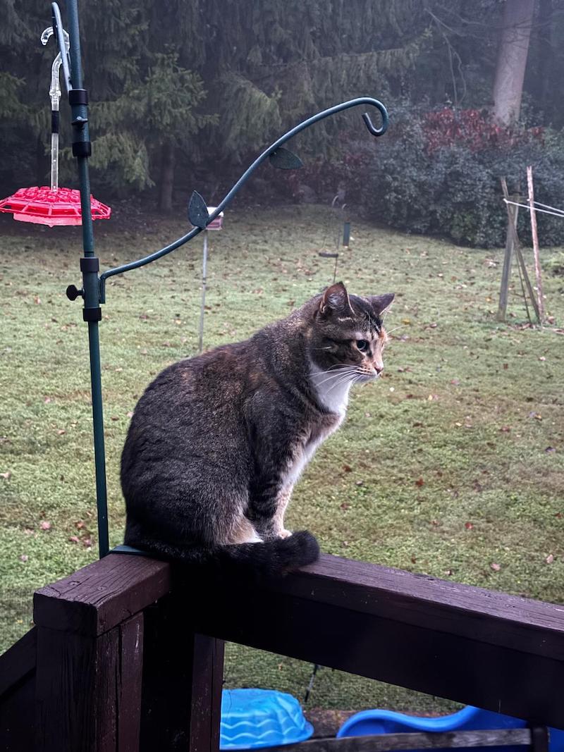 pets Clover cat jo beth