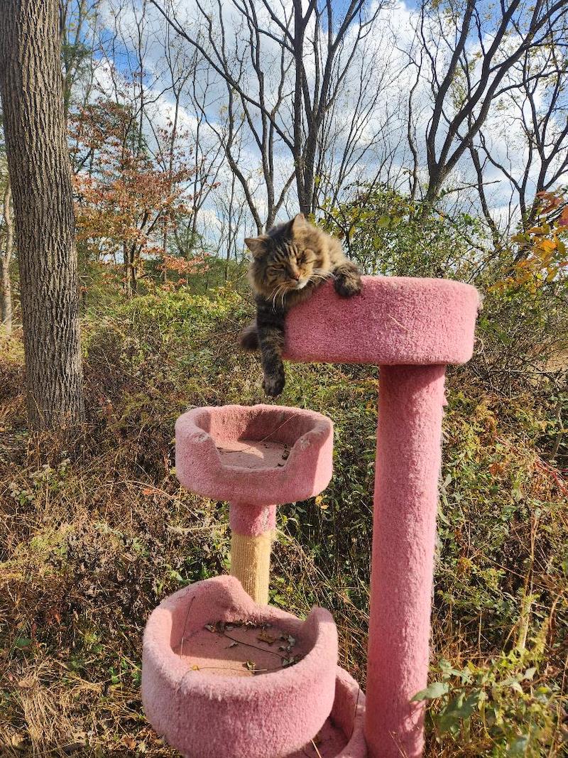 pets Maine coon cat Vickers