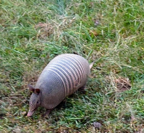 pets armadillo Susan Aceto