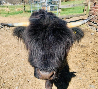 pets black hairy cow Farley