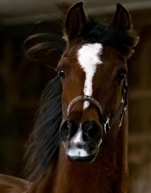 pets brown horse head Dicio