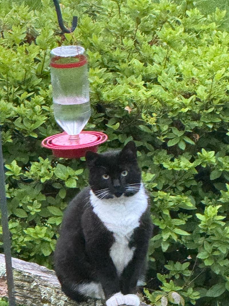 pets cat Mau Mau jo beth