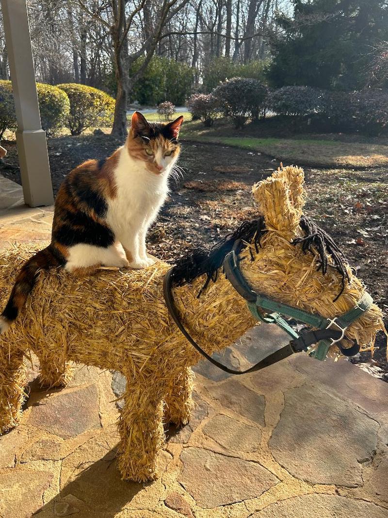 pets cat on straw horse Swayne