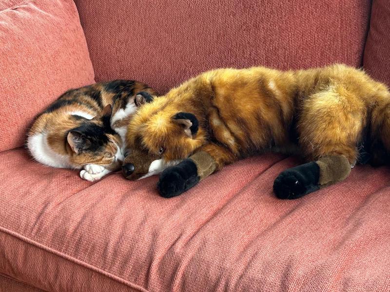 pets cats sleeping on chair Swayne