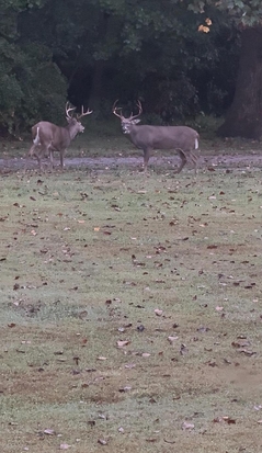 pets deer 8 points jo beth