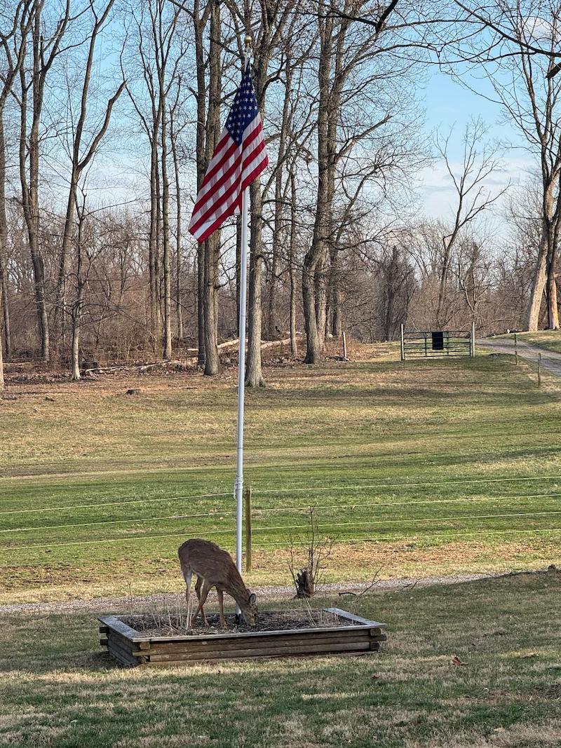 pets deer under flag jo beth