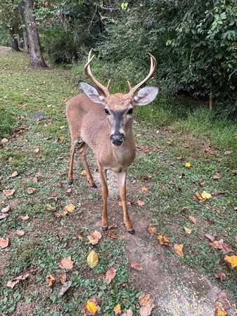 pets deer young buck jo beth