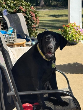 pets dog Harper jo beth