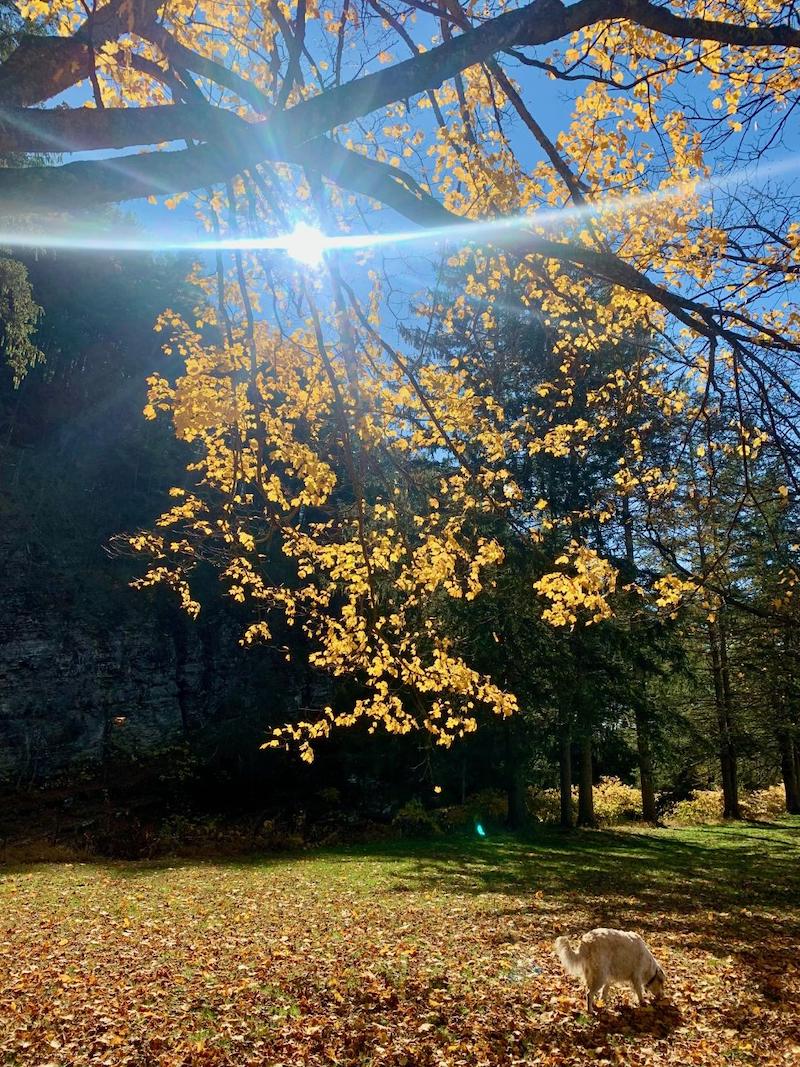 pets dog in auumn lavs Farley