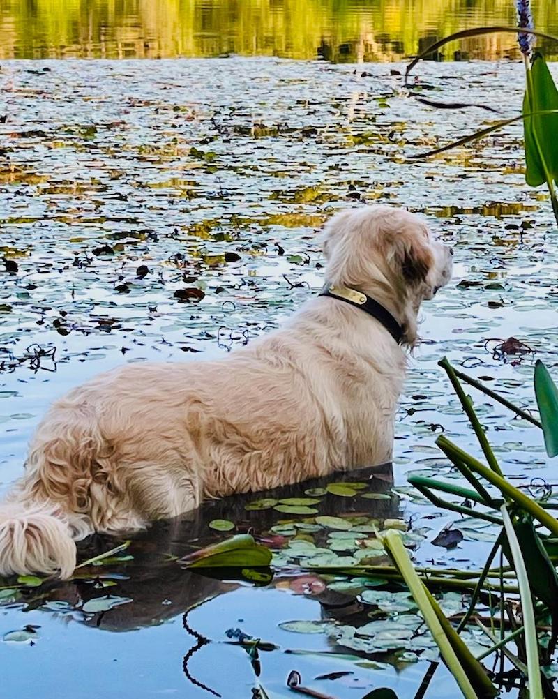 pets dog in pond Fary