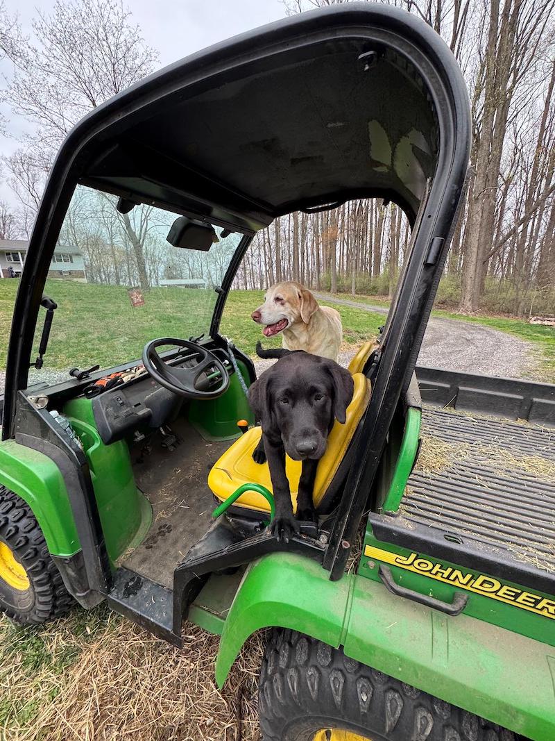 pets dogs 2 in tractor jo beth