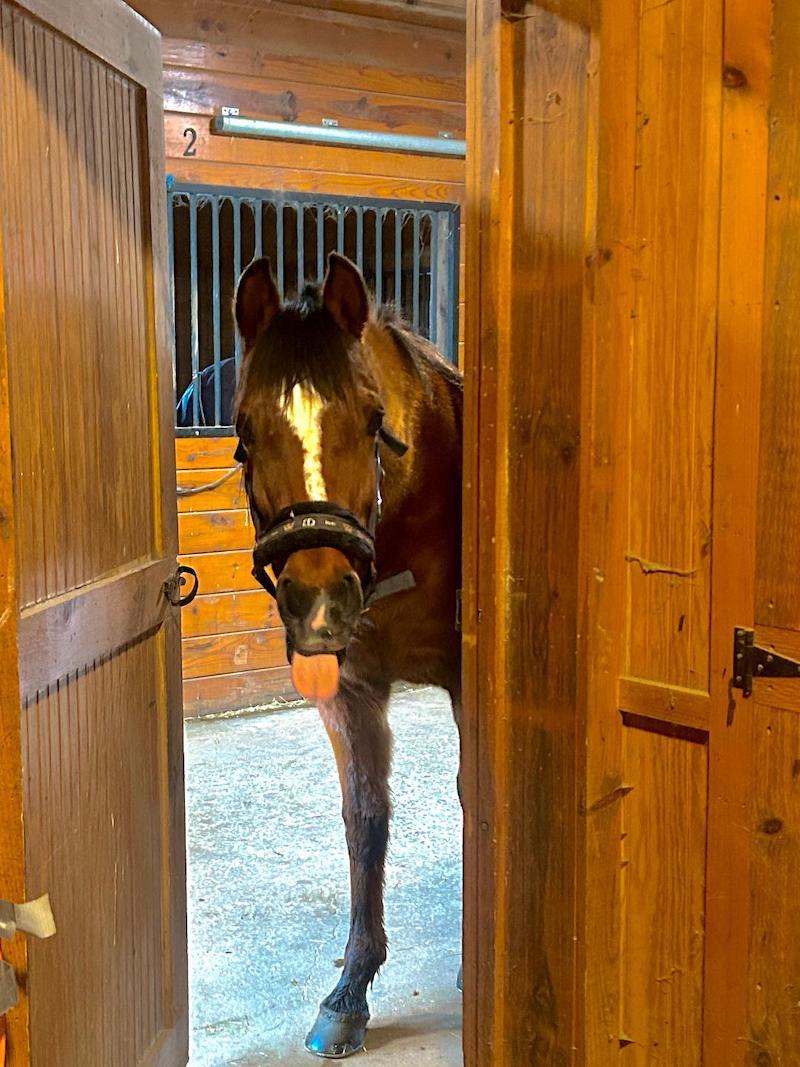 pets horse in stall Diccio