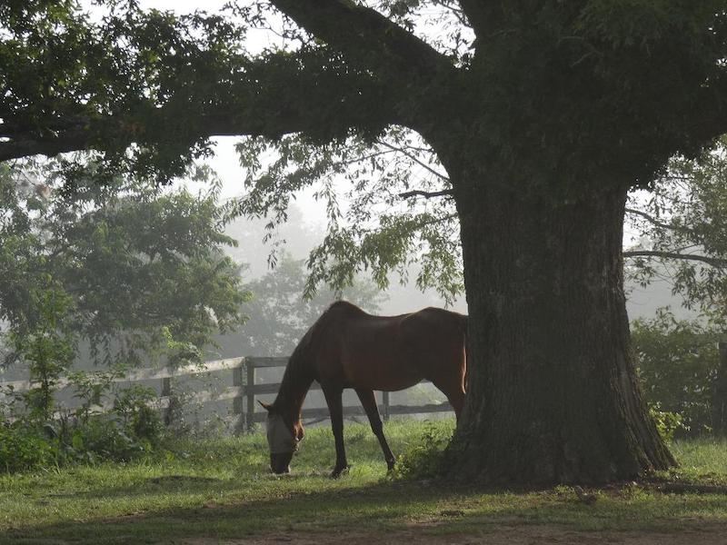 pets horse tree ginny 