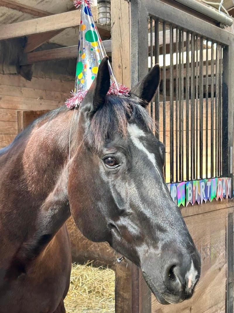 pets horse w party hat Sclar