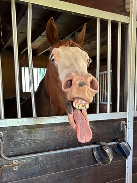 pets horse yawning Stryker