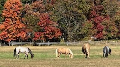pets horses 4 grazing Dankanich