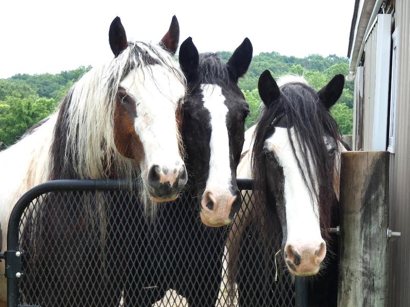 pets horses at gate giinny