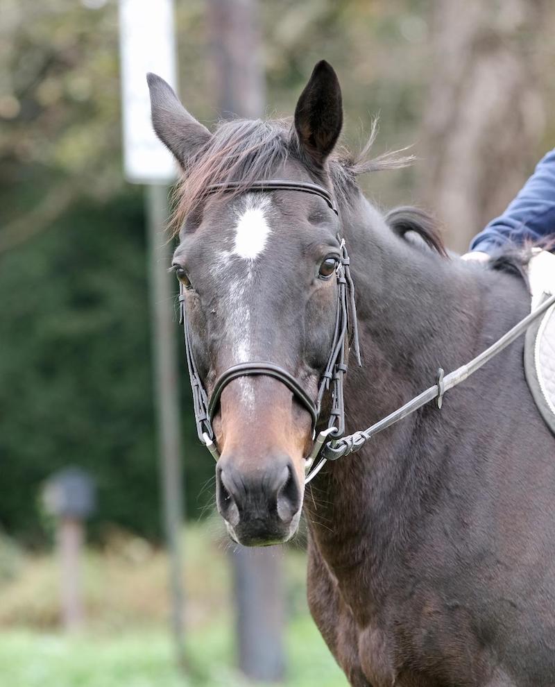 pets horses face marcozzi
