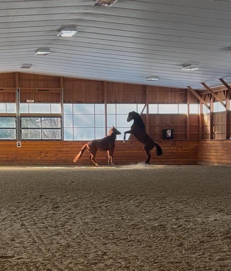 pets horses in inoor Thoncroft