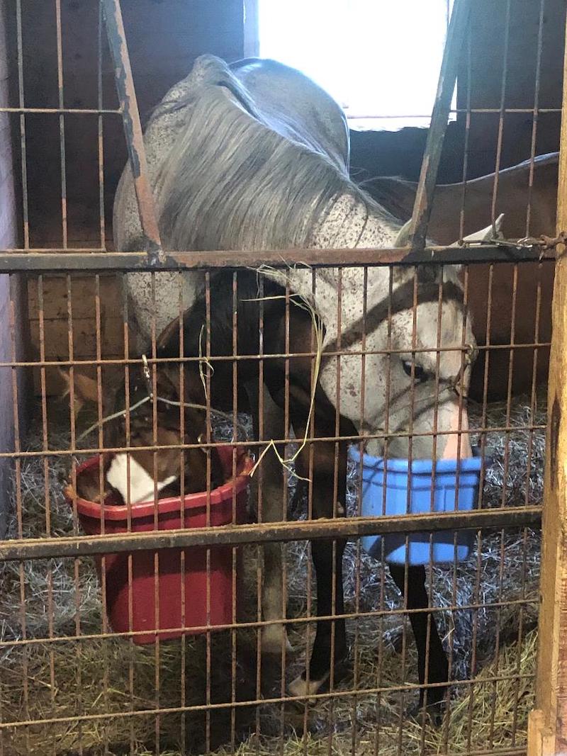 pets mare and foal eatiing Krn Kphl