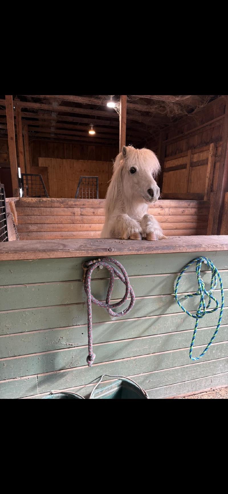pets minihorse ginny son
