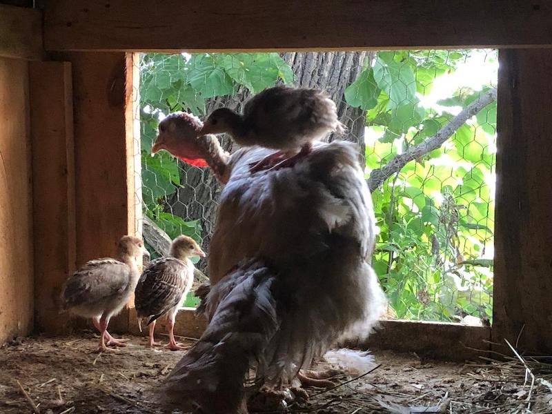 pets turkey and babies karen Kohl