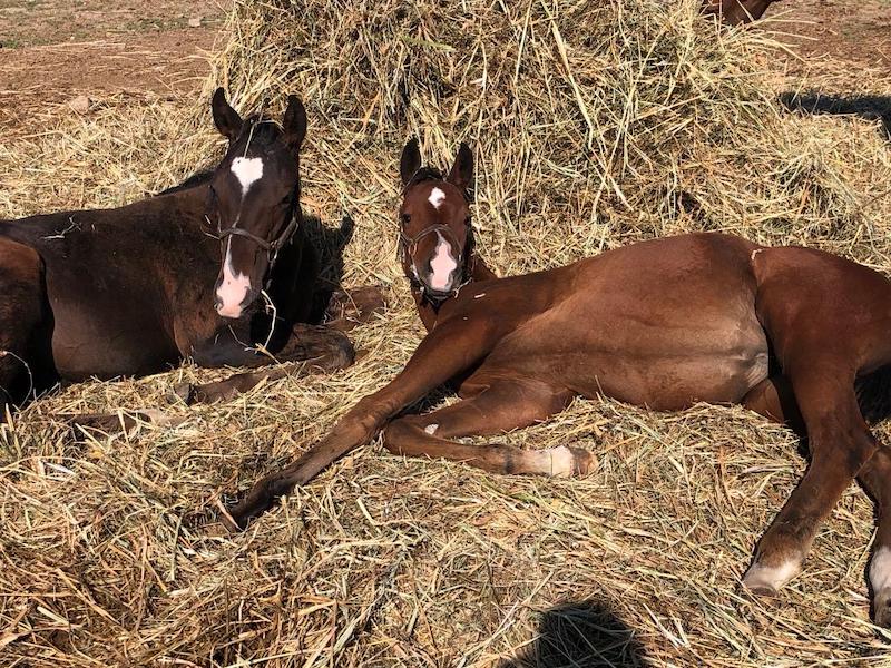 pets weanlings sleepin Karen Kohl