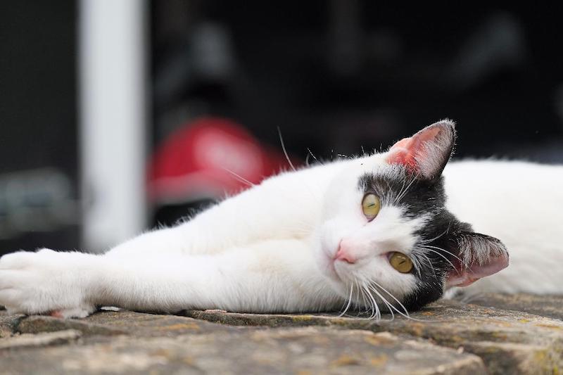 pets white cat lying dowb Marcozzi